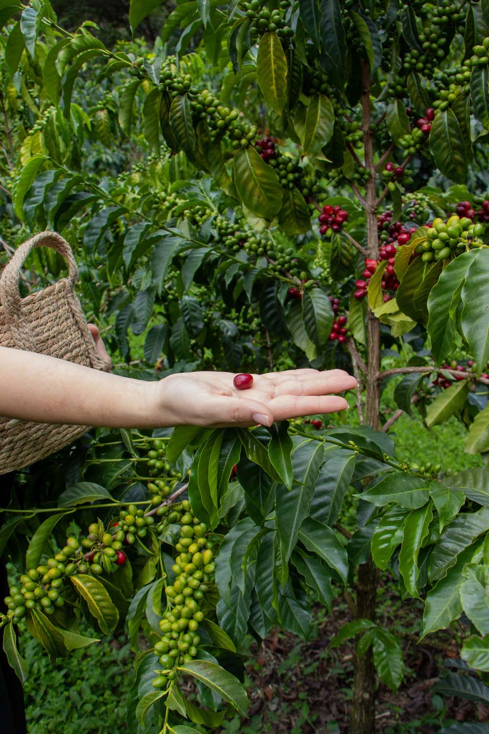 Un Día en VINKA: Cómo Cultivamos el Tesoro