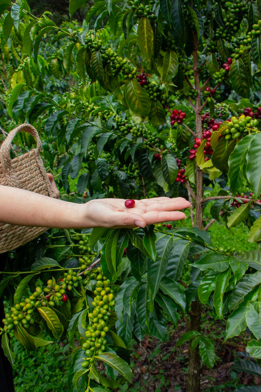 Un Día en VINKA: Cómo Cultivamos el Tesoro