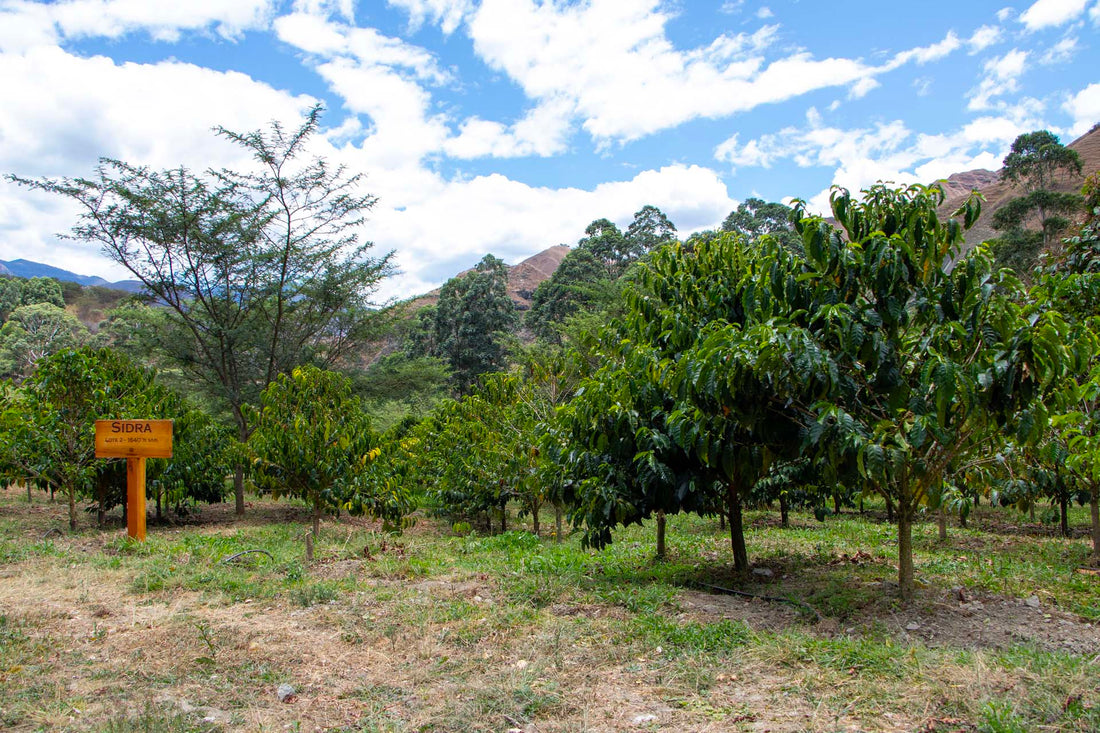 Cómo el Bosque Cultiva Nuestro Café: Agricultura Sintrópica en Acción