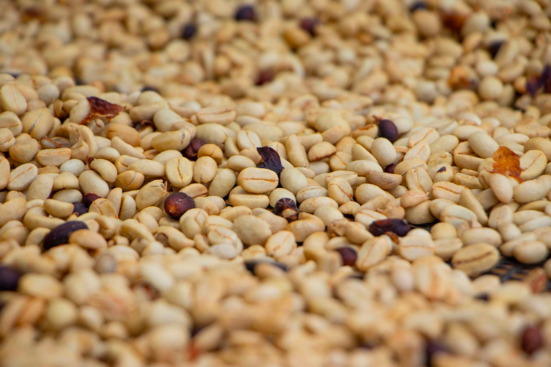 Del Grano a la Taza: La Ciencia Detrás de Nuestro Proceso de Fermentación