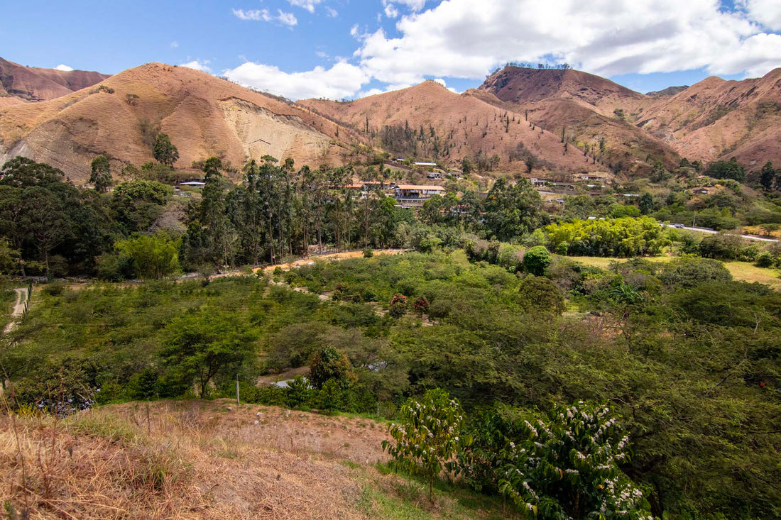 The Legend of the Lost Treasure: Why We Grow More Than Coffee