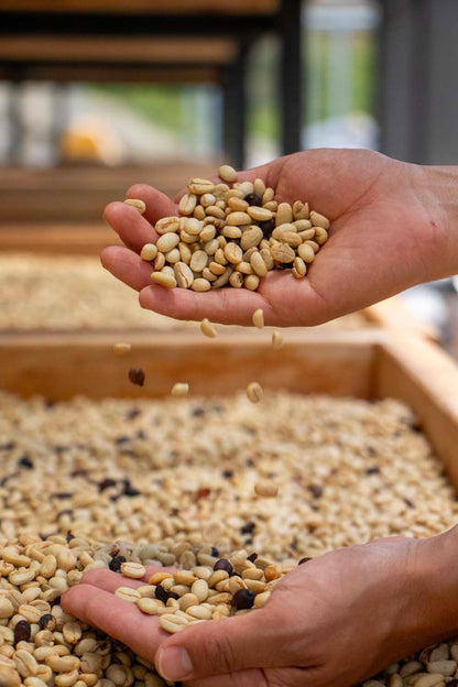 Green Coffee: For Roasters, Importers & Professionals Who Care About Origin