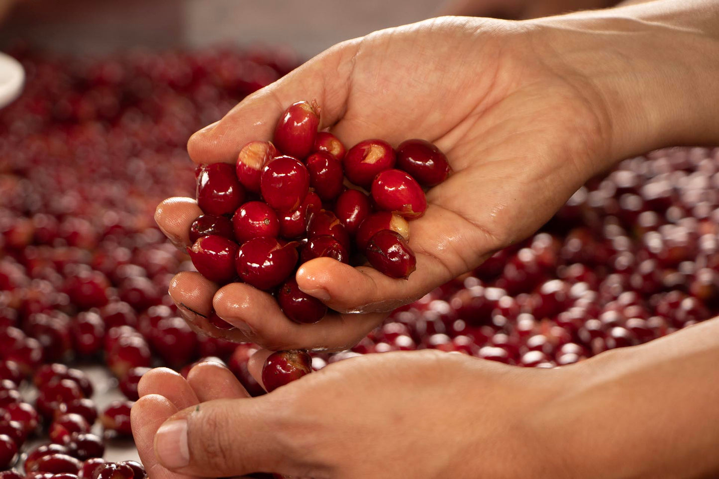 Farm Experiences & Guided Tours: Live the Origin